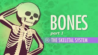 The Skeletal System Crash Course Anatomy amp Physiology 19 [upl. by Tikna156]