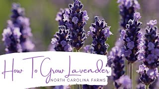 How to Grow Lavender [upl. by Brackett]