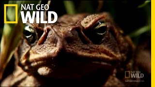 Venomous Cane Toads  Nat Geo Wild [upl. by Windy]