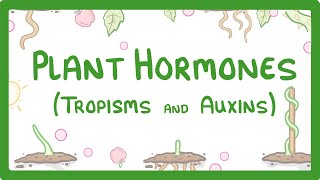 Plant Hormones  Tropisms amp Auxins 52 [upl. by Melodee]