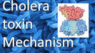 Cholera toxin mechanism [upl. by Cuthburt718]