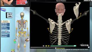 How Scapular Movement Works 3D Anatomy amp Diagrams [upl. by Emmey184]