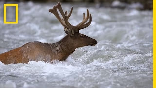 Take an Epic Journey With the Elk of Yellowstone  Short Film Showcase [upl. by Kcirnek]