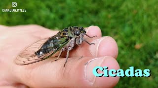 Cicada Calls Neotibicen [upl. by Leroj]