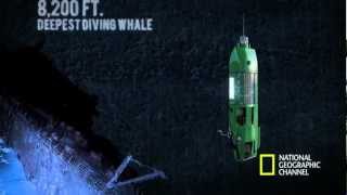 The Life Aquatic with James Cameron  Mariana Trench Dive [upl. by Nortyad]