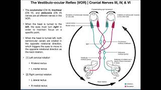 Vestibuloocular Reflex VOR  Structure amp Physiology [upl. by Saeger]