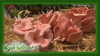 Mushrooming in a straw bale  Volunteer Gardener [upl. by Htebsle]