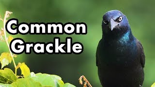 Common Grackles Calling And Wandering Around The Yard  Bird Sounds [upl. by Atilrac]