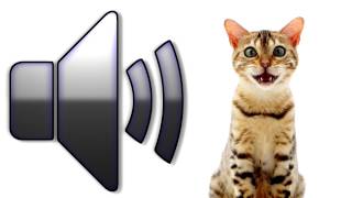 Cat Meowing  Sound Effect  Download [upl. by Jacy]