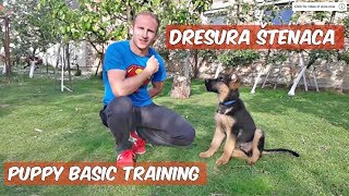 Dresura štenca njemačkog ovčara  German shepherd puppy training [upl. by Oetomit732]