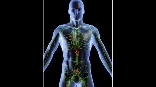 anatomy of lymphatic system DR SAMEH GHAZY [upl. by Nisse]