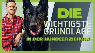 Die wichtigste Grundlage in der Hundeerziehung  3 Übungen für Ruhe und Geduld [upl. by Eidua]