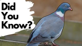 Things you need to know about WOOD PIGEONS [upl. by Namus649]