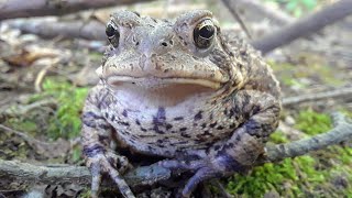 American Toad  CREATURE FEATURE 9 [upl. by Netsrijk]