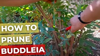 How to prune Buddleia [upl. by Ailehs]