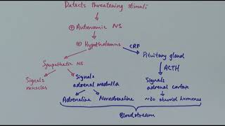 A2 Biology  Coordinating stress response OCR A Chapter 145 [upl. by Elephus126]