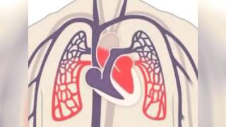 How the Body Works  Inside the Heart [upl. by Kirima]