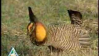 Prairie Chicken [upl. by Coleville247]