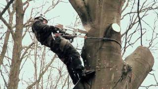 ARBOREX  Grimpeur  Elagueur  Abattage  Elagage  Tree removal [upl. by Osnerol620]