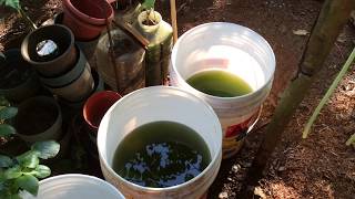 How to grow Green Water Algae [upl. by Bethezel]