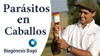 ¿Cómo desparasitar caballos  Biogénesis Bagó [upl. by Allmon]