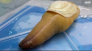 Geoduck Sashimi  Street Food in Japan [upl. by Ahsatel826]