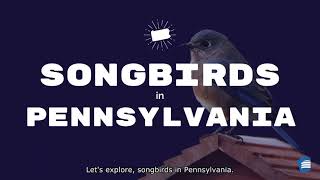 Explore Songbirds in Pennsylvania [upl. by Akimik]