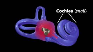 Hearing Ear Anatomy amp Auditory Transduction [upl. by Amihsat]