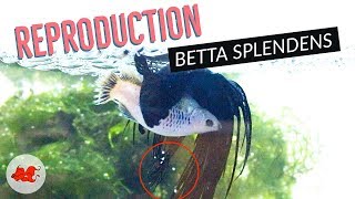 Reproduction Betta Splendens [upl. by Kegan225]