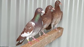 Nice recessive red racing pigeons [upl. by Aleetha934]