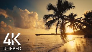 8 HOURS Calm Ocean Waves Sounds  Tropical Beach Sunrise 4K Video [upl. by Eelatsyrc434]