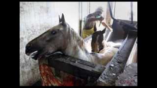 Horse Slaughter The Truth [upl. by Etezzil625]