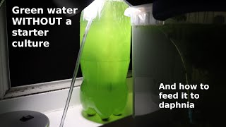 Green Water WITHOUT a Starter Culture  From Scratch  How To [upl. by Llekcir]