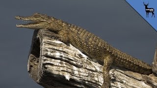 Crocodiles Can Climb Trees [upl. by Bonita]