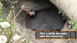 Guinea Fowl Hen Sounds amp Nest Calls [upl. by Fontana]