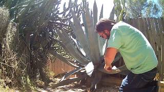 Blue Agave Trimming [upl. by Eiramenna]