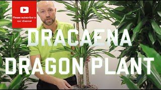 All you need to know about Dracaena  Dragon plant Most varieties [upl. by Onder]