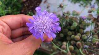 How to Seed Save Scabiosa Pincushion flowers [upl. by Nyleve]