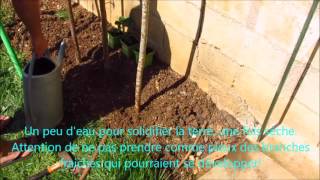 Jardinage  Comment planter un fraisier grimpant Mount Everest [upl. by Rubia]