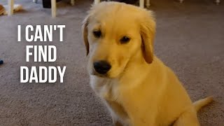 Puppy Cries When He Cant Find Dad  Golden Retriever Puppy [upl. by Ruhtracm]