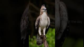 crested Hawkeagle shorts [upl. by Gavrielle]