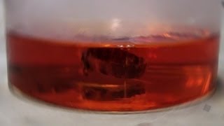 Gold Dissolves in Aqua Regia reaction only [upl. by Phio941]