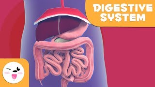 The Digestive System  Learning the Body for kids [upl. by Nirehtak159]