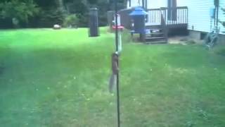 Squirrel vs Slinky [upl. by Lorenzo]