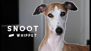 Meet Snoot the Whippet [upl. by Ree224]