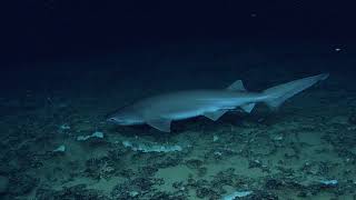 Bluntnose Sixgill Shark [upl. by Rehpotsrhc]