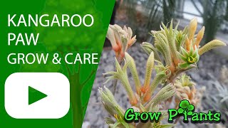 Kangaroo paw plant  grow amp care Anigozanthos [upl. by Etnovahs794]