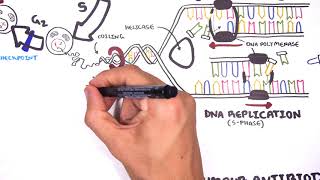 Pharmacology  Chemotherapy agents MOA Alkalating antimetabolites topoisomerase antimitotic [upl. by Anoiek]