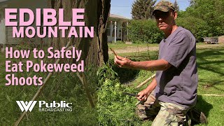 EDIBLE MOUNTAIN  How To Safely Eat Pokeweed Shoots [upl. by Glaab]