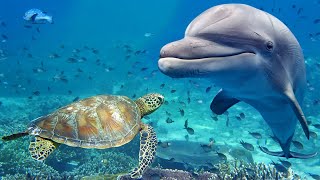 Relaxing Music for Stress Relief Dolphin singing Soothing Music for Meditation Therapy Sleep [upl. by Marje]